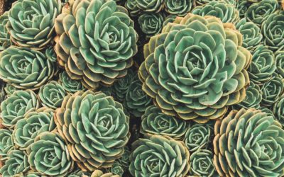 Marvelous Vessels and fractal nature