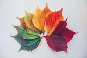 leaves