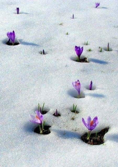 spring