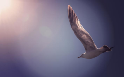 Ode à la liberté: Jonathan Livingston, le goéland