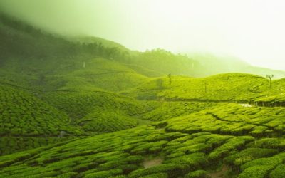 L&rsquo;homme fractale: Bienveillance et générosité 2